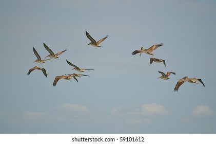 Beautiful Group Of Brown Pelicans (Pelecanus Occidentalis) Endangered By Gulf Oil Spill, Flying In Blue Sky.