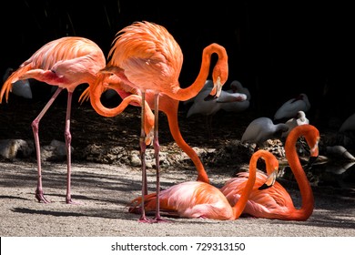 Beautiful Group Of Flamingos. Portrait Of The Bird. Bird Photo, Everglades National Park, Miami, Florida, US.