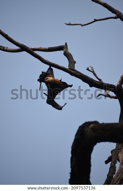 beautiful group of flying foxes fruit bat\
Pteropus hanging down on tree branch\
relaxing