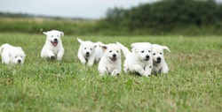 Beautiful Group Of Golden Retriever Puppies Running On The Grass
