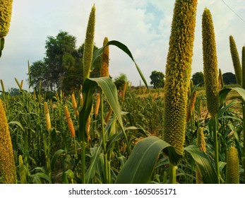 Beautiful Growing Pearl Millet Field