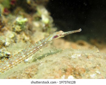 Beautiful Guilded Pipefish (Syngnathidae)