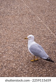 Beautiful gull bird stands on the pavement - Shutterstock ID 2259115659