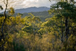 Beautiful Gum Trees And Shrubs In The Australian Bush Forest. Gumtrees And Native Plants Growing In Australia In Spring