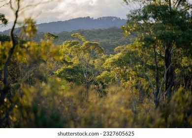 beautiful gum Trees and shrubs in the Australian bush forest. Gumtrees and native plants growing in Australia in spring