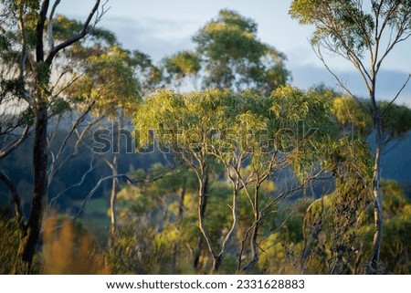 beautiful gum Trees and shrubs in the Australian bush forest. Gumtrees and native plants growing in Australia in spring