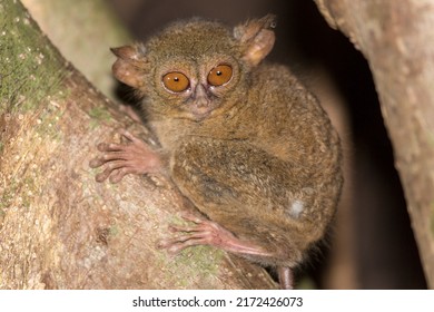 Beautiful Gursky's spectral tarsier (Tarsius spectrumgurskyae), in the Tangkoko nature reserve on the Indonesian island of Sulawesi, during a ecotourism jungle hike