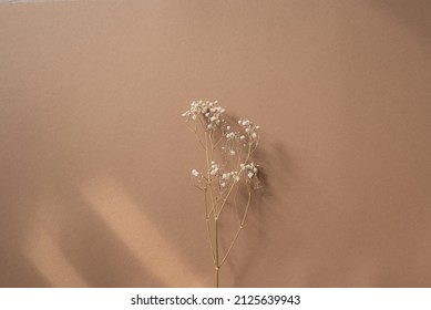 Hermosa gypsophila o flores