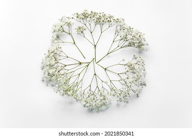 Beautiful Gypsophila Flowers On White Background