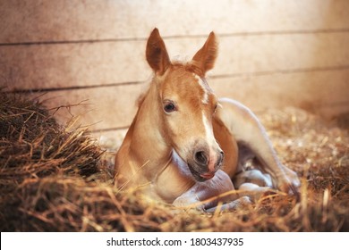 Beautiful haflinger foal - horse photo - Powered by Shutterstock