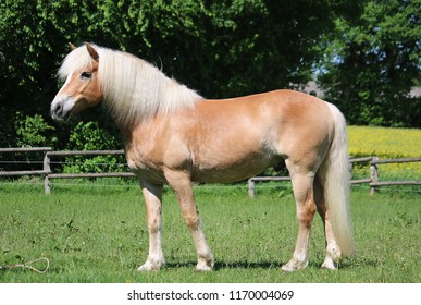 4,455 Haflinger horse Images, Stock Photos & Vectors | Shutterstock