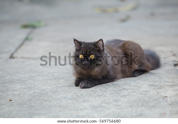 Beautiful Hair Black Persian Cat Sitting Stock Photo Edit Now