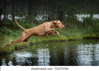 Beautiful Haired Dog Vizsla Jumping Into The Water