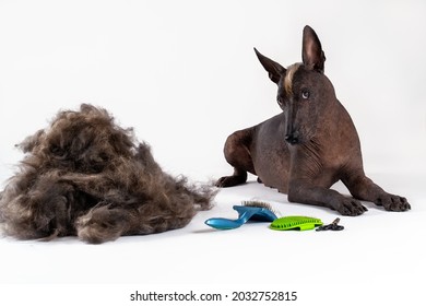 Beautiful hairless dog of Xoloitzcuintle breed with ginger mohawk lying down close to big pile of fur and groomer equipment, scissors, hair brushes. Humoristic concept of animal or human hair care.
