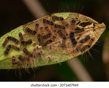 Beautiful Hairy Baby Caterpillars Together Under A Green Leaf