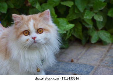 Beautiful Hairy Cat With Big Eyes A Ring On Her Nick.