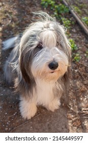 Beautiful Hairy Dog, Sitting Bearded Collie Female With Hair Clip.