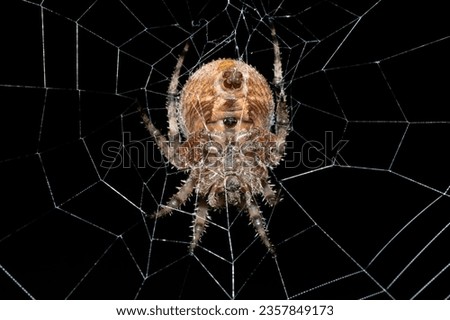 A beautiful hairy field spider (Neoscona sp.) on its web