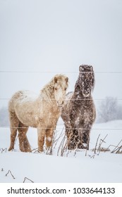 Beautiful Hairy Horses Standing Behing The Electric Fence In Heavy Snowfall. Norwegian Farm In The Winter. Horses In Blizzard. Beautiful Farm Animals.