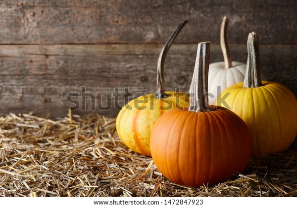 Beautiful Halloween Pumpkins Dark Old Barn Stock Photo Edit Now