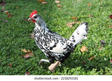 beautiful Hamburg bantam hen enjoying its freedom - Shutterstock ID 2218292181