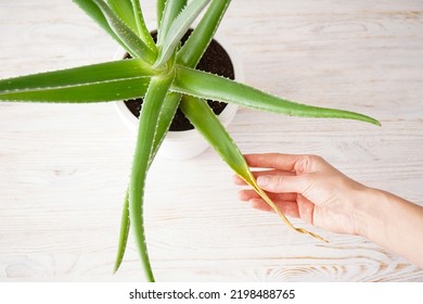 Beautiful Hand Of A Young Woman Hold An Aloe Leaf. Top View.