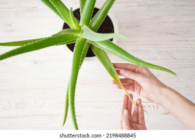 Beautiful Hands Of A Young Woman Hold An Aloe Leaf, Top View.