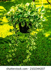 Beautiful Hanging  Devil's Ivy In A Blur Background Of Its Leaves From Behiind And Surrounding Garden