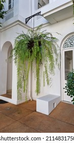 The Beautiful Hanging Fern Basket.