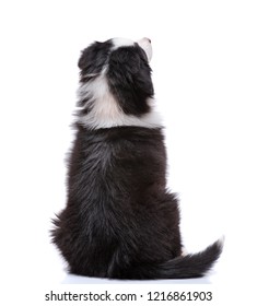 Beautiful Happy Australian Shepherd Puppy Dog Sitting And Looking Upward, Isolated On White Background - Back View