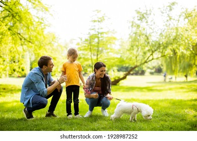Schöne glückliche Familie macht Spaß mit Bichon Hund draußen im Park