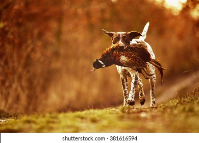 beautiful, happy, healthy, young and cavorting German Shorthaired Pointer dog or puppy carries in the mouth of everything is pheasant hunting training in the forest at sunset,