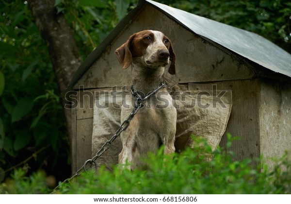 Beautiful Happy Healthy Young Cavorting German Stock Photo Edit