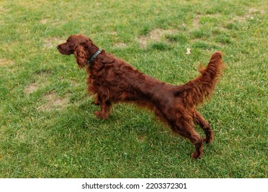 Beautiful Happy Irish Setter Dog Is Lying In Grass On A Beautiful Summer Day. Brown Dog In Yoga Pose.