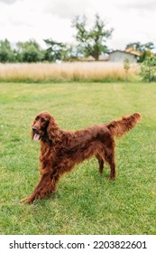 Beautiful Happy Irish Setter Dog Is Lying In Grass On A Beautiful Summer Day. Brown Dog In Yoga Pose.