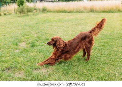 Beautiful Happy Irish Setter Dog Is Lying In Grass On A Beautiful Summer Day. Brown Dog In Yoga Pose.