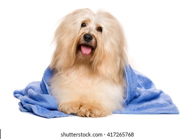 Beautiful Happy Reddish Havanese Dog After Bath Is Lying Wrapped In A Blue Towel And Keeps His Head At An Angle, Isolated On White Background