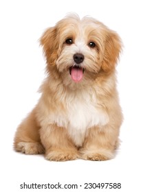 Beautiful happy reddish havanese puppy dog is sitting frontal and looking at camera, isolated on white background
