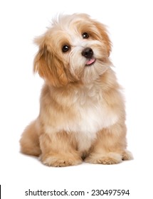 Beautiful happy reddish havanese puppy dog is sitting frontal and looking upward, isolated on white background