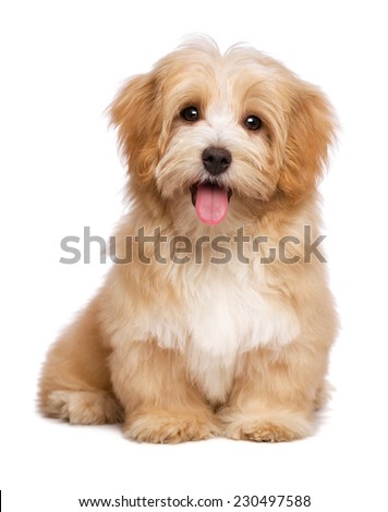 Beautiful happy reddish havanese puppy dog is sitting frontal and looking at camera, isolated on white background