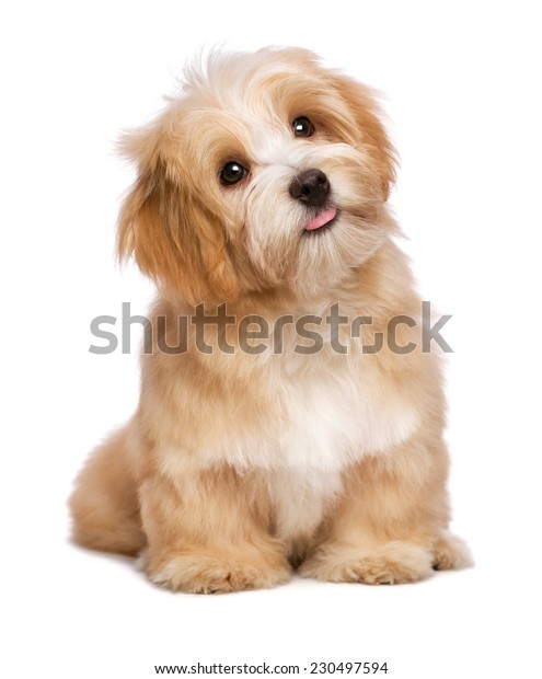美丽的快乐红色havanese 的小狗狗坐在正面和向上看 隔离在白色背景库存照片 立即编辑