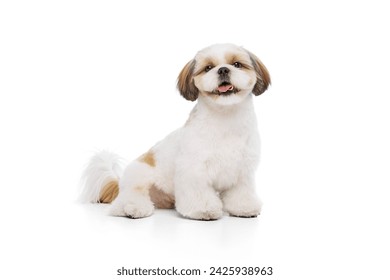 Beautiful, happy, smiling little pet, purebred shih tzu dog sitting with smile and looking isolated on white studio background. Concept of domestic animals, pet friends, vet, care