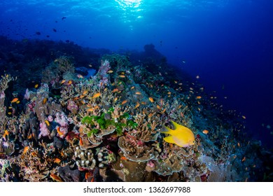 A beautiful hard coral reef in shallow water at sunrise - Shutterstock ID 1362697988