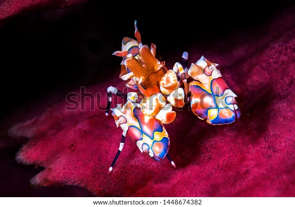 A\
beautiful harlequin shrimp with black\
background