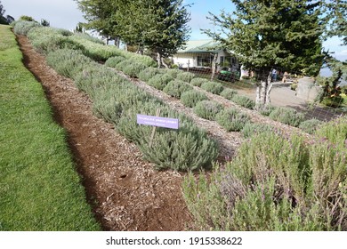 Beautiful Hawaii Maui Lavender Good