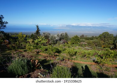 Beautiful Hawaii Maui Lavender Good