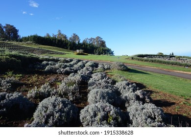 Beautiful Hawaii Maui Lavender Good