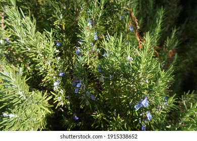 Beautiful Hawaii Maui Lavender Good