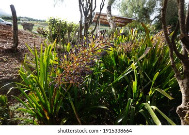 Beautiful Hawaii Maui Lavender Good