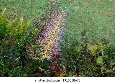 Beautiful Hawaii Maui Lavender Good